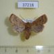 37218p-Noctuidae-Conistra-vaccinii-Krasnoyarsk-reg.4