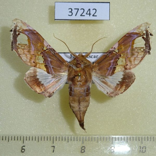 Noctuidae Caligatus angasii Madagascar