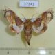37242p-Noctuidae-Caligatus-angasii-Madagascar-15