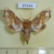 37243p-Noctuidae-Caligatus-angasii-Madagascar-12