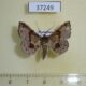 37249p Noctuidae Claterna ochreoplaga Madagascar $6