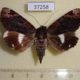 37258p-Noctuidae-Nagia-amplificans-Madagascar-17