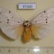 37260p-Arctiidae-Eilema-albicans-f-Madagascar-9