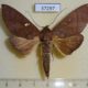 37297p-Notodontidae-Hapigia-rufescens-Costa-Rica-6