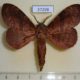 37298p-Lasiocampidae-Prorifrons-tremula-Costa-Rica-12