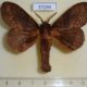 37299p-Lasiocampidae-Prorifrons-tremula-Costa-Rica-12