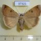 37321p-Noctuidae-Lygephila-vulcanea-f-Primorye-12