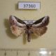 37360p-Noctuidae-Stenoloba-jankowskii-Primorye-4