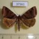 37361p-Noctuidae-Mocis-anetta-Primorye-6