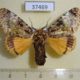 37469p-Noctuidae-Anepholcia-pygaria-Vietnam-8