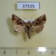 37535p-Noctuidae-Erythroplusia-rutilifrons-Primorye-4