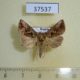 37537p-Noctuidae-Erythroplusia-rutilifrons-Primorye-6