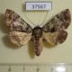 37567p-Noctuidae-Ortopla-reliquenda-f-Vietnam-8