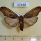 37638p-Pyralidae-sp.-Vietnam-5