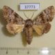 37773p-Noctuidae-Ortopla-reliquenda-Vietnam-7