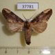 37781p-Notodontidae-Hexafrenum-sp.-Vietnam-6