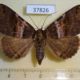 37826p-Noctuidae-Sypnoides-hercules-Vietnam-8