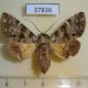 37836p-Noctuidae-Ortopla-reliquenda-Vietnam-8