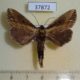 37872p-Notodontidae-Ramesa-albistriga-Vietnam-7