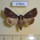37891p-Noctuidae-Condica-sp.-albigutta-Vietnam-6