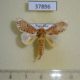 37896p-Notodontidae-Magava-multilinea-Costa-Rica-10
