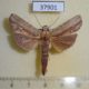 37901p-Notodontidae-Contrebia-modica-Costa-Rica-5