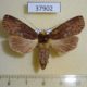 37902p-Notodontidae-sp.-Costa-Rica-4