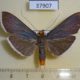 37907p-Pyralidae-Omiodes-fulvicauda-Costa-Rica-10