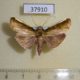 37910p-Pyralidae-Carthara-abrupta-Costa-Rica-4