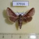 37916p-Moth-sp.-Costa-Rica-6