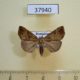 37940p-Noctuidae-Hypena-sp.-Dominicana-3