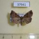 37941p-Noctuidae-Hypena-sp.-Dominicana-5