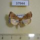 37944p-Noctuidae-Bagisara-repanda-f-Dominicana-5