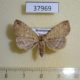 37969p-Noctuidae-sp.-Dominicana-3