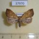 37970p-Noctuidae-sp.-Dominicana-3