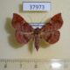 37973p-Noctuidae-Azeta-repugnalis-Dominicana-5