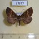 37977p-Noctuidae-sp.-Dominicana-4