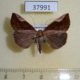 37991p-Noctuidae-Hypena-mactatalis-Dominicana-10