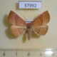 37992p-Noctuidae-sp.-Dominicana-4