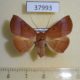 37993p-Noctuidae-sp.-Dominicana-6