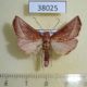 38025p-Moth-sp.-Dominicana-4