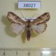 38027p-Noctuidae-Antachara-diminuta-Dominicana-7
