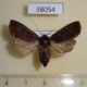 38054p-Noctuidae-sp.-Dominicana-4