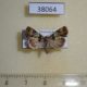 38064p-Noctuidae-sp.-Dominicana-3