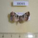 38065p-Noctuidae-sp.-Dominicana-4