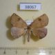 38067p-Geometridae-sp.-Dominicana-3