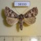 38100p-Noctuidae-sp.-Dominicana-5