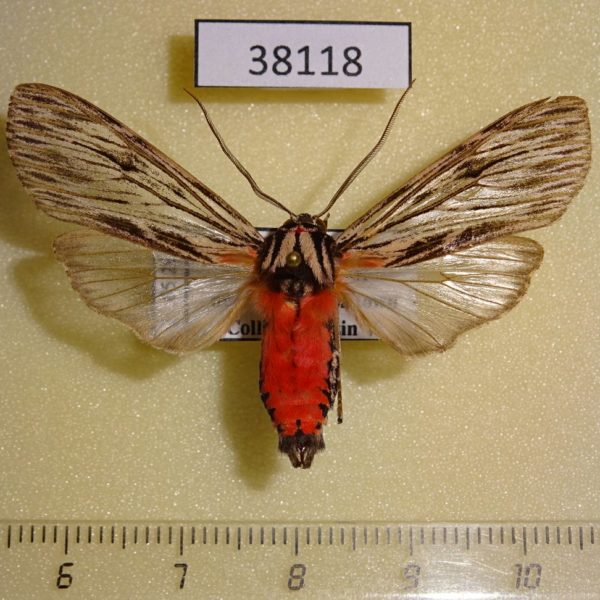 Arctiidae Calidota strigosa Dominicana