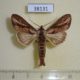 38131p-Notodontidae-Pentobesa-inexpectata-Dominicana-7