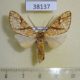 38137p-Arctiidae-Lophocampa-lineata-Dominicana-10